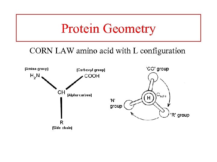 Protein Geometry CORN LAW amino acid with L configuration 