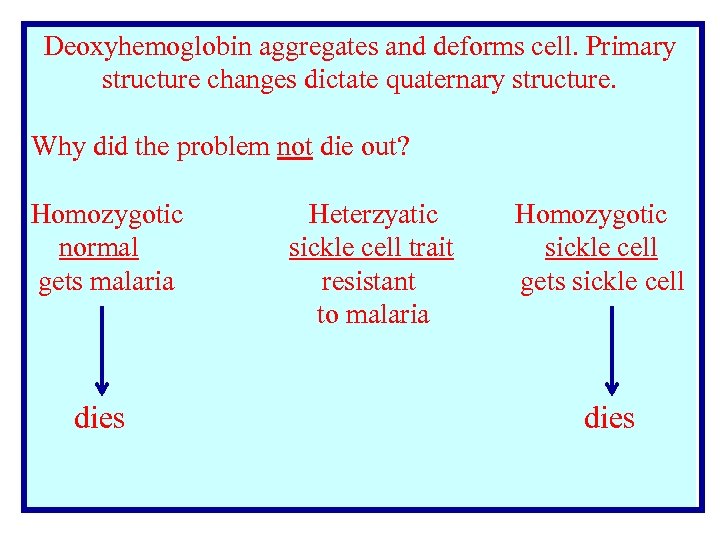 Deoxyhemoglobin aggregates and deforms cell. Primary structure changes dictate quaternary structure. Why did the