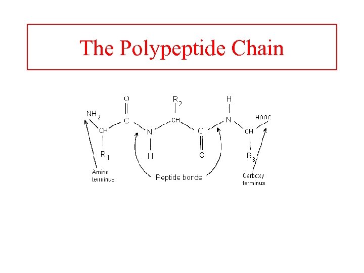 The Polypeptide Chain 