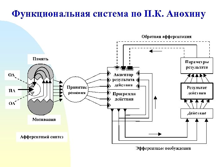 Функциональная система по П. К. Анохину 