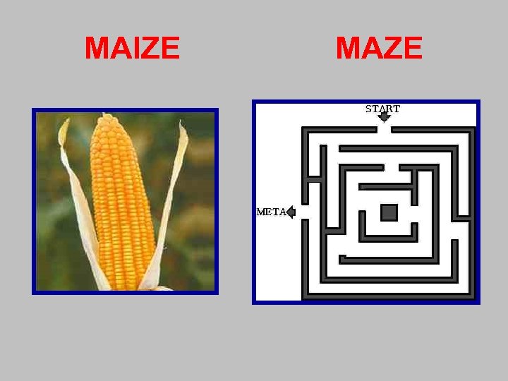 MAIZE MAZE 