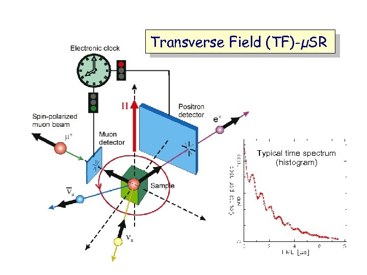 Transverse Field (TF)-µSR Typical time spectrum (histogram) 