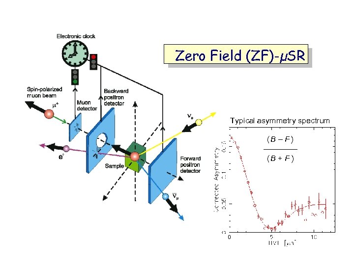 Zero Field (ZF)-µSR Typical asymmetry spectrum (B – F ) ────── (B + F