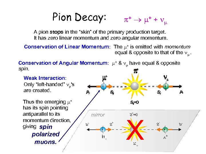 Pion Decay: + + + A pion stops in the “skin” of the primary