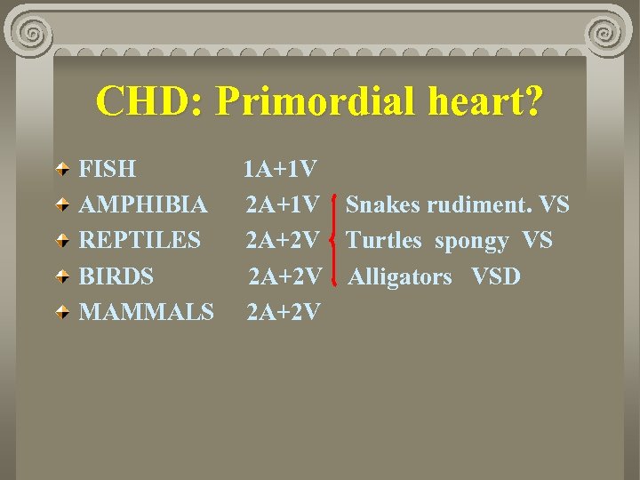 CHD: Primordial heart? FISH AMPHIBIA REPTILES BIRDS MAMMALS 1 A+1 V 2 A+1 V