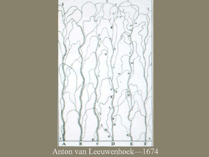 Anton van Leeuwenhoek— 1674 