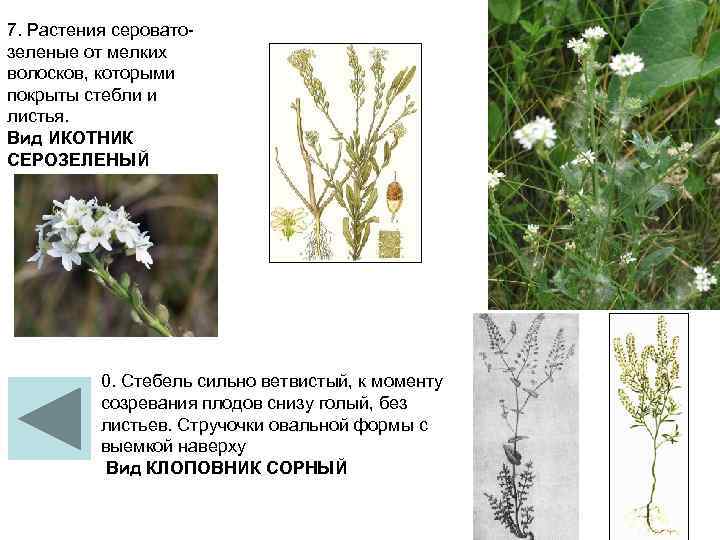 7. Растения серовато зеленые от мелких волосков, которыми покрыты стебли и листья. Вид ИКОТНИК