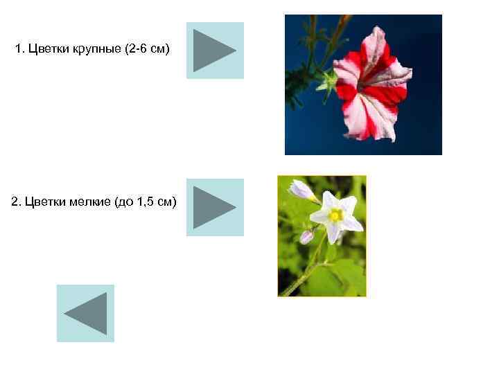 1. Цветки крупные (2 6 см) 2. Цветки мелкие (до 1, 5 см) 