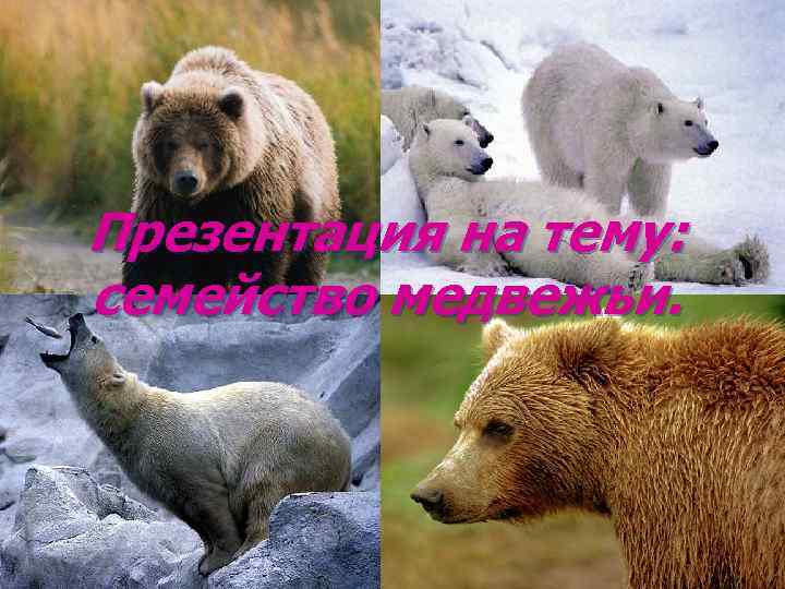Презентация на тему: семейство медвежьи. 