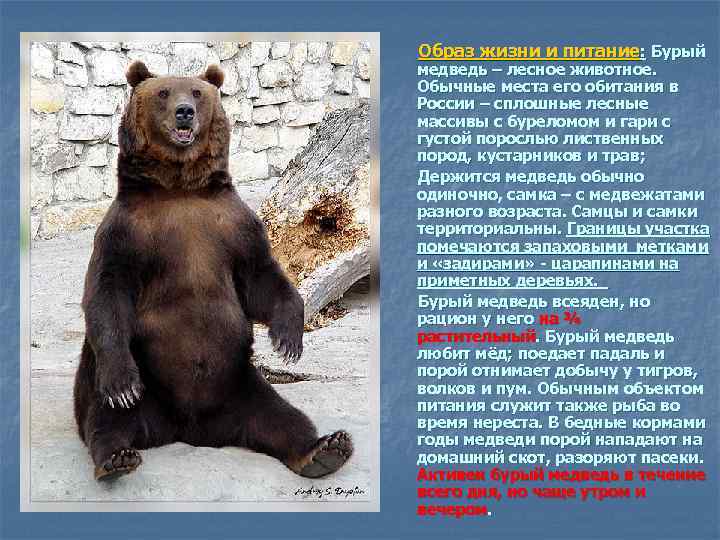  Образ жизни и питание: Бурый медведь – лесное животное. Обычные места его обитания