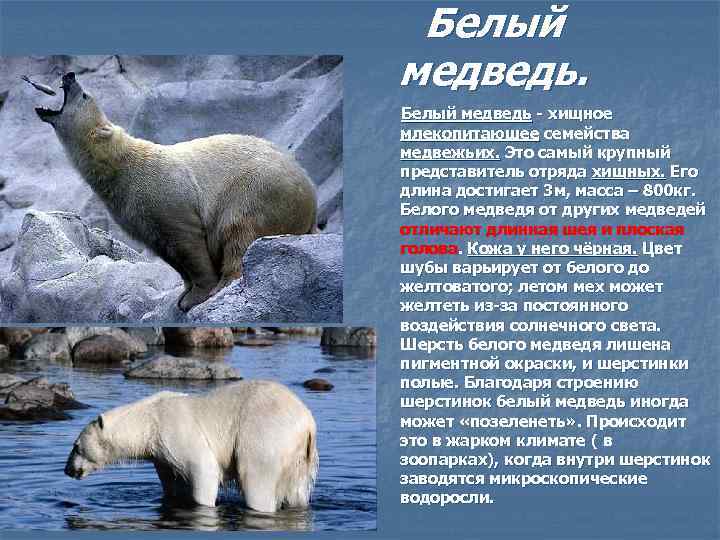 Белый медведь. Белый медведь - хищное млекопитающее семейства медвежьих. Это самый крупный представитель отряда