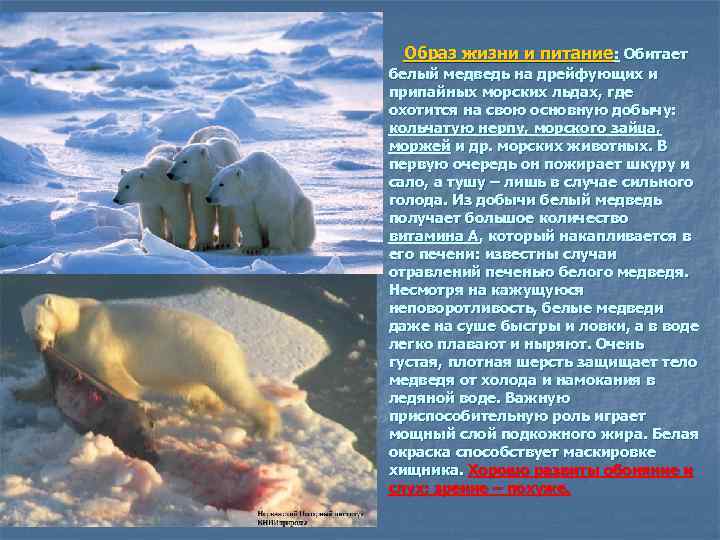  Образ жизни и питание: Обитает белый медведь на дрейфующих и припайных морских льдах,