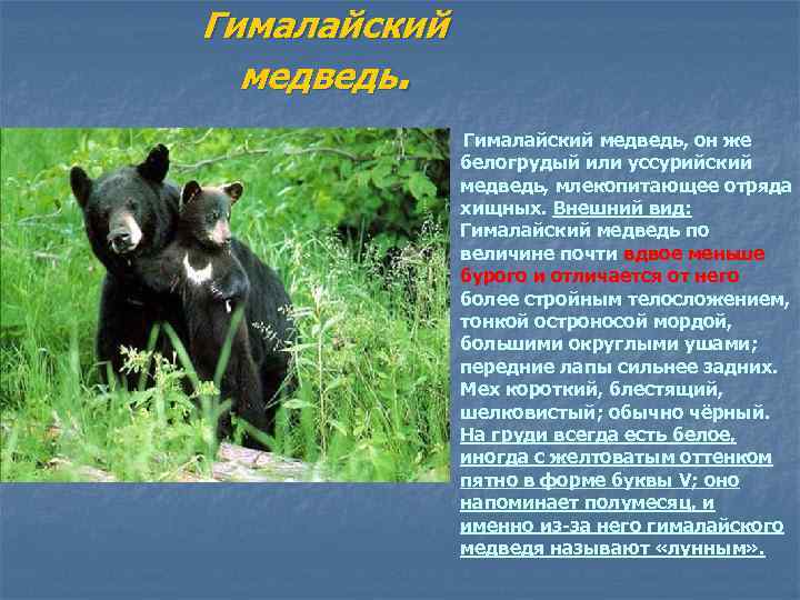 Гималайский медведь. Гималайский медведь, он же белогрудый или уссурийский медведь, млекопитающее отряда хищных. Внешний
