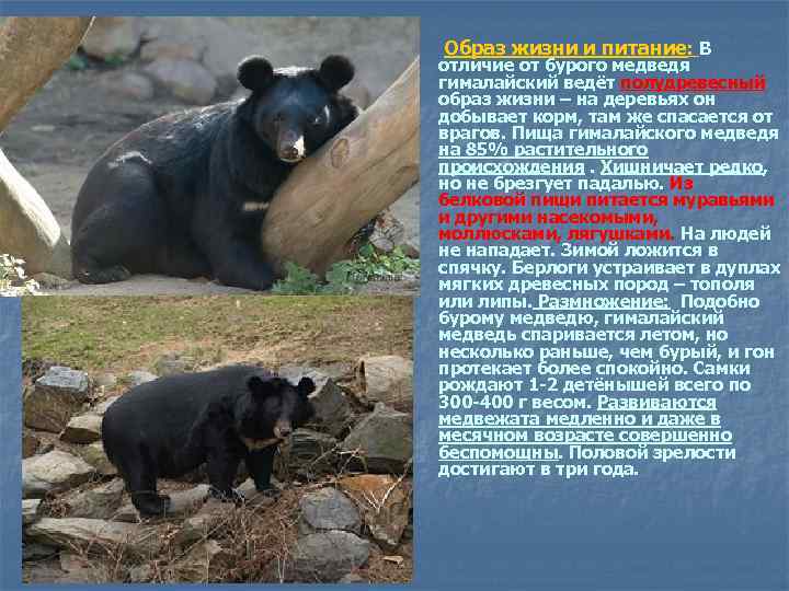 Образ жизни и питание: В отличие от бурого медведя гималайский ведёт полудревесный образ