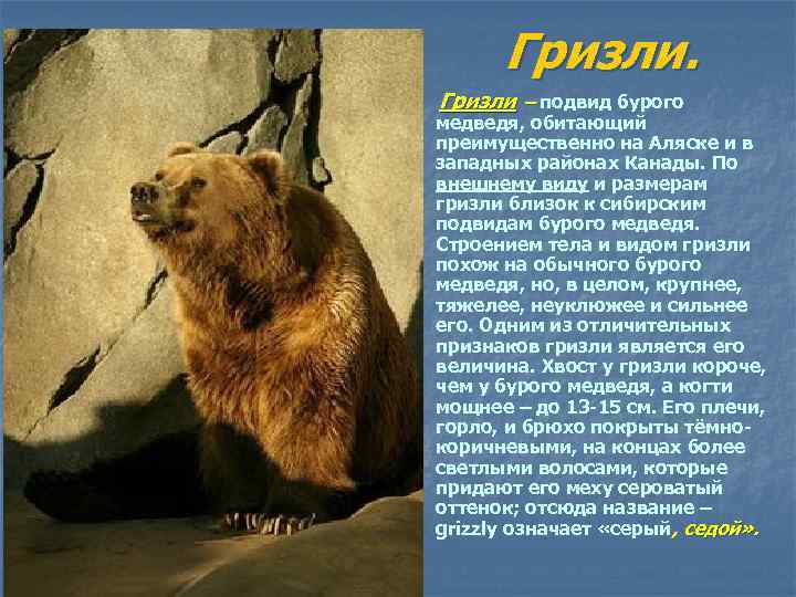 Гризли. Гризли – подвид бурого медведя, обитающий преимущественно на Аляске и в западных районах