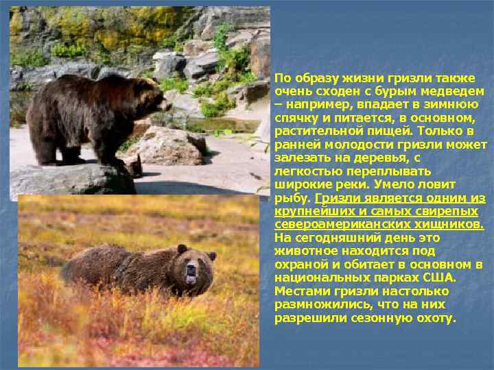  По образу жизни гризли также очень сходен с бурым медведем – например, впадает