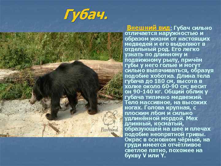 Губач. Внешний вид: Губач сильно отличается наружностью и образом жизни от настоящих медведей и