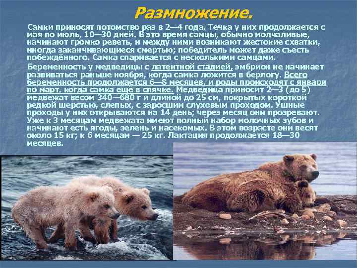 Размножение. Самки приносят потомство раз в 2— 4 года. Течка у них продолжается с