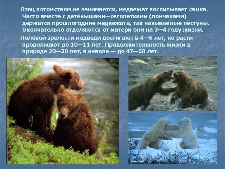  Отец потомством не занимается, медвежат воспитывает самка. Часто вместе с детёнышами—сеголетками (лончаками) держатся