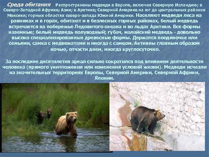Среда обитания Распространены медведи в Европе, включая Северную Исландию; в Северо-Западной Африке; Азии; в