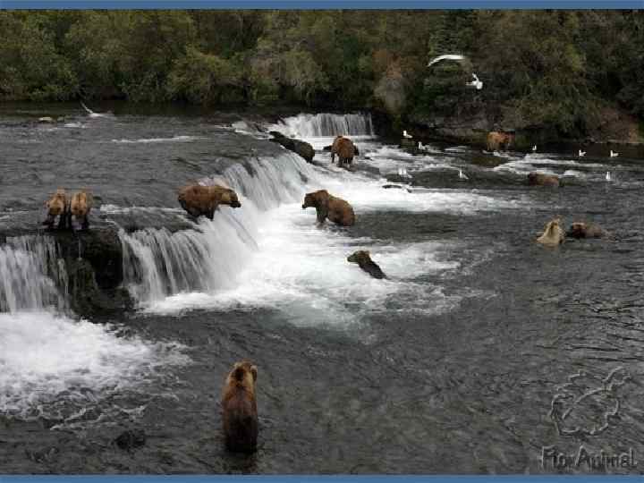 Медвежьи содержание. Водопад Брукс Аляска. Медведь водопад. Кабан водопад. Водопад Медвежий Хабаровский край.