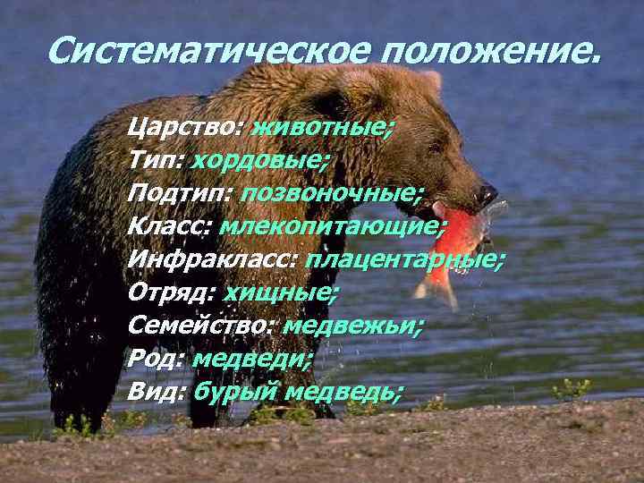 Систематическое положение. Царство: животные; Тип: хордовые; Подтип: позвоночные; Класс: млекопитающие; Инфракласс: плацентарные; Отряд: хищные;