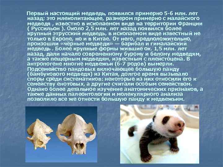  Первый настоящий медведь, появился примерно 5 -6 млн. лет назад; это млекопитающее, размером