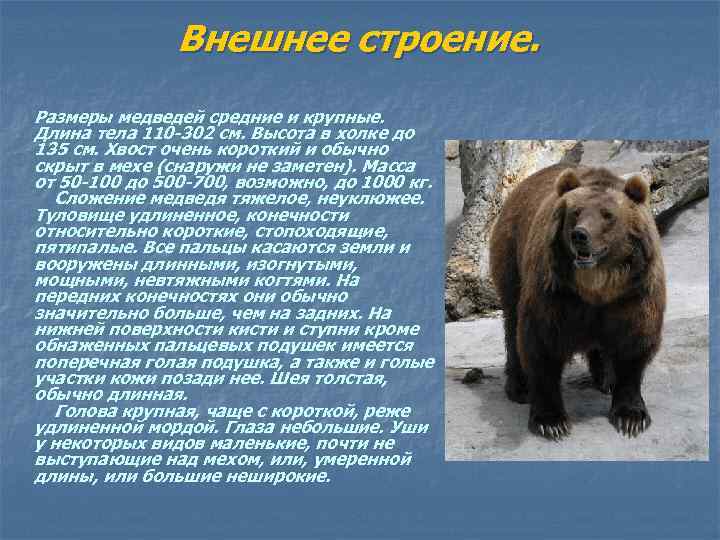 Внешнее строение. Размеры медведей средние и крупные. Длина тела 110 -302 см. Высота в