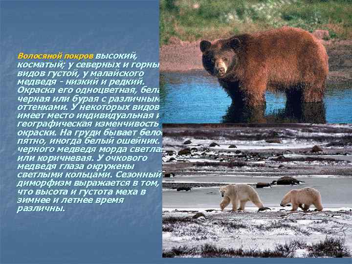  Волосяной покров высокий, косматый; у северных и горных видов густой, у малайского медведя