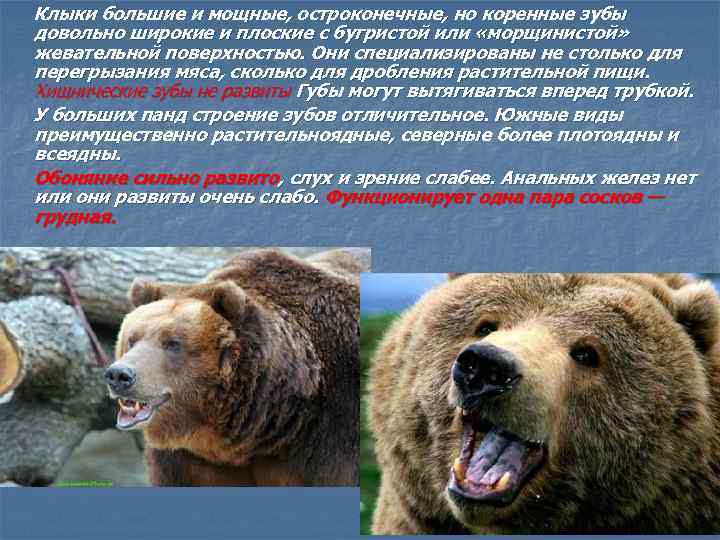  Клыки большие и мощные, остроконечные, но коренные зубы довольно широкие и плоские с