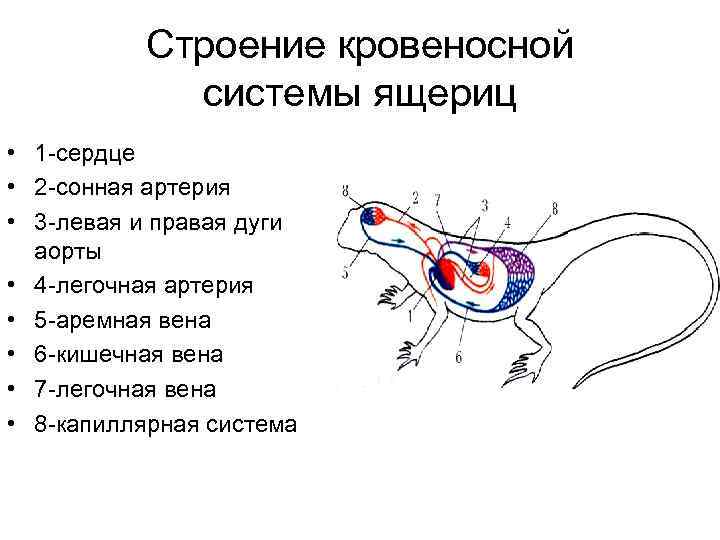 Строение сердца ящерицы прыткой. Схема кровеносной системы ящерицы. Строение кровеносной системы ящерицы. Строение сердца рептилий.