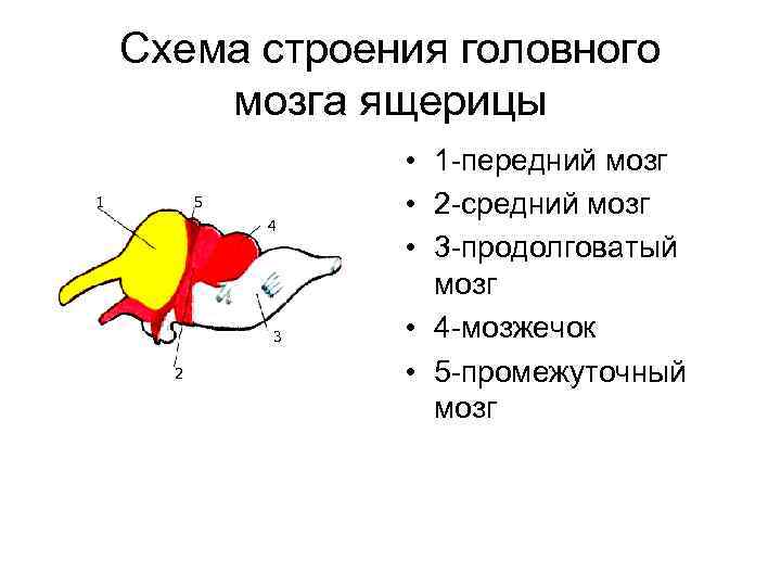 Схема строения головного мозга ящерицы 1 5 4 3 2 • 1 -передний мозг