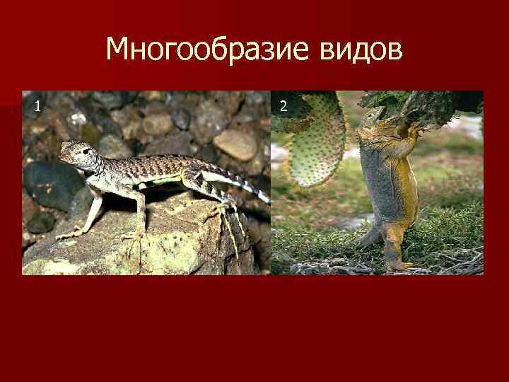 Многообразие видов 1 2 