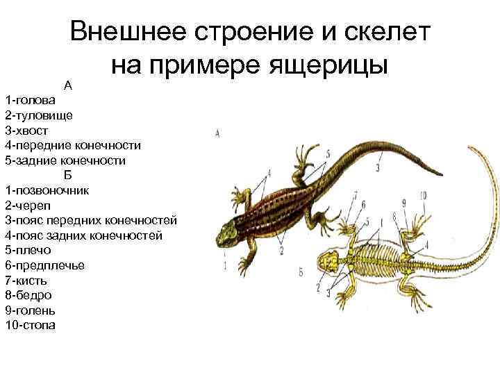 Внешнее строение и скелет на примере ящерицы А 1 -голова 2 -туловище 3 -хвост