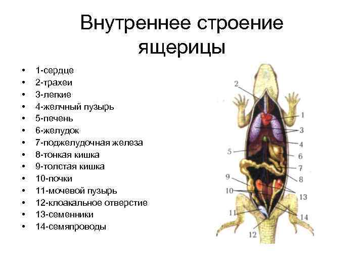 Внутреннее строение ящерицы • • • • 1 -сердце 2 -трахеи 3 -легкие 4