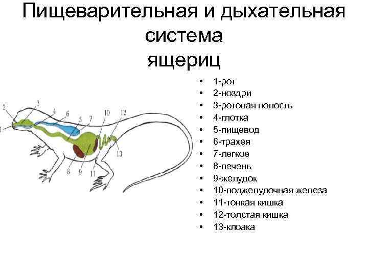 Пищеварительная и дыхательная система ящериц • • • • 1 -рот 2 -ноздри 3