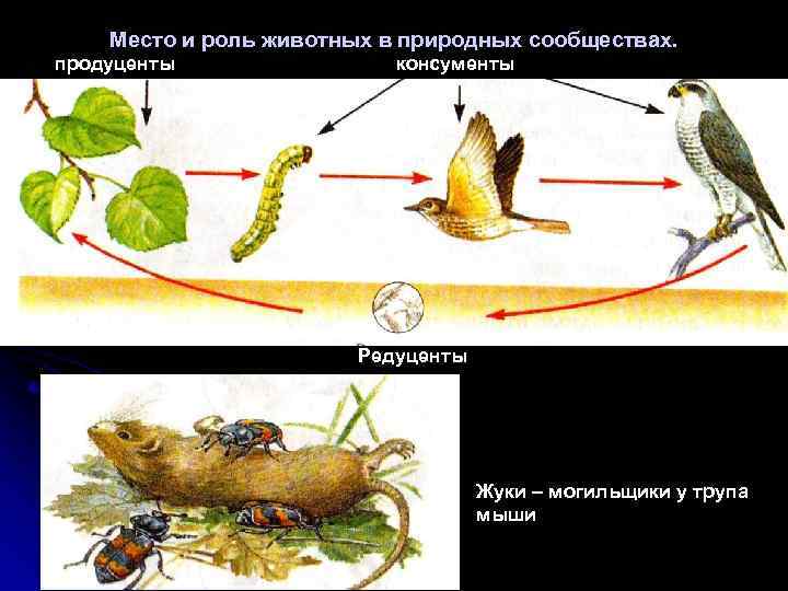 Место и роль животных в природных сообществах. продуценты консументы Редуценты Жуки – могильщики у