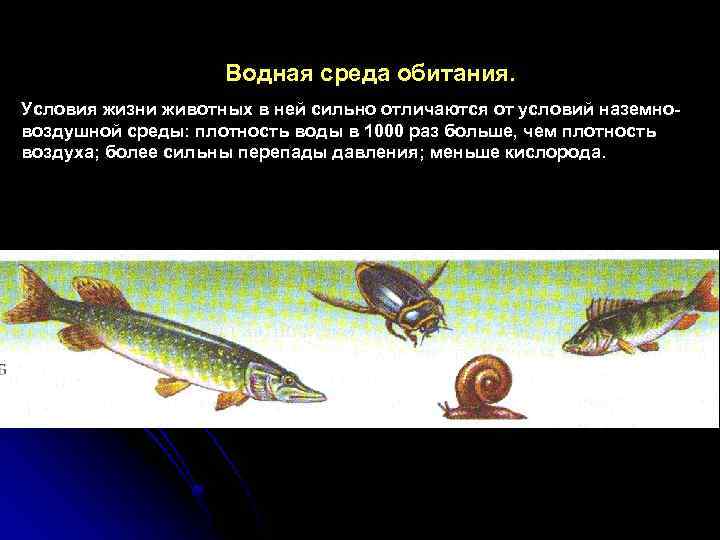 Водная среда обитания. Условия жизни животных в ней сильно отличаются от условий наземновоздушной среды: