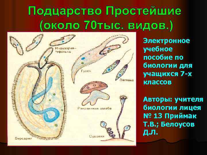 Электронное учебное пособие по биологии для учащихся 7 -х классов Авторы: учителя биологии лицея