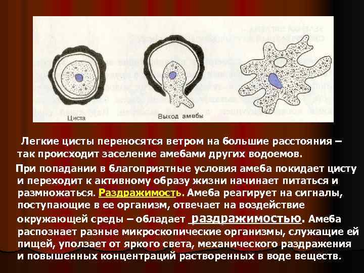 Легкие цисты переносятся ветром на большие расстояния – так происходит заселение амебами других водоемов.