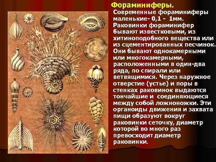 Фораминиферы. Современные фораминиферы маленькие- 0, 1 - 1 мм. Раковинки фораминифер бывают известковыми, из