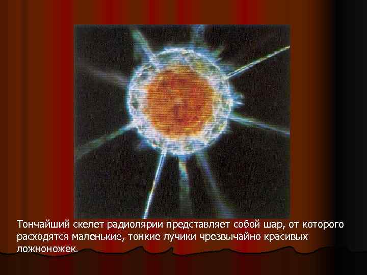 Тончайший скелет радиолярии представляет собой шар, от которого расходятся маленькие, тонкие лучики чрезвычайно красивых