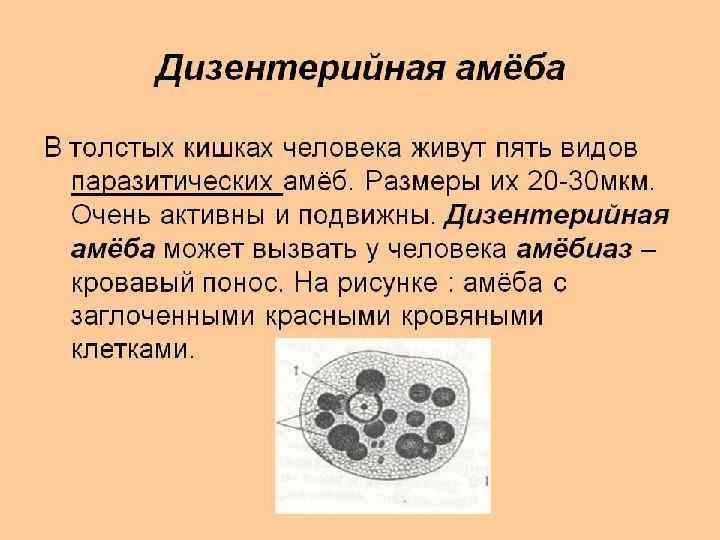 Дизентерийная амёба — вид паразитических простейших типа амёбозои. Вызывает тяжёлое заболевание — амёбиаз. Вид
