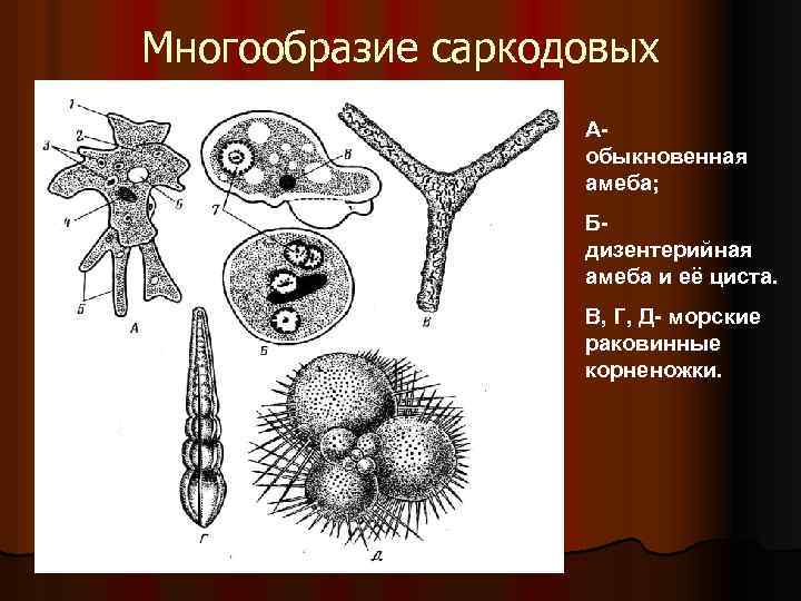 Многообразие саркодовых Аобыкновенная амеба; Бдизентерийная амеба и её циста. В, Г, Д- морские раковинные