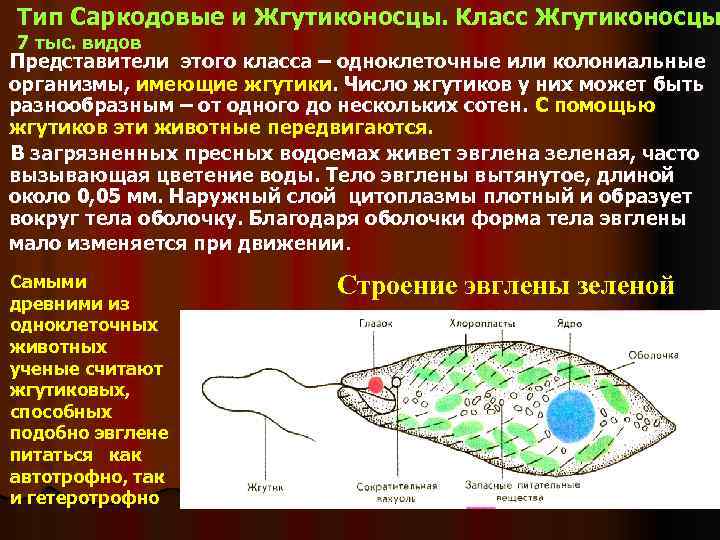 Тип Саркодовые и Жгутиконосцы. Класс Жгутиконосцы 7 тыс. видов Представители этого класса – одноклеточные