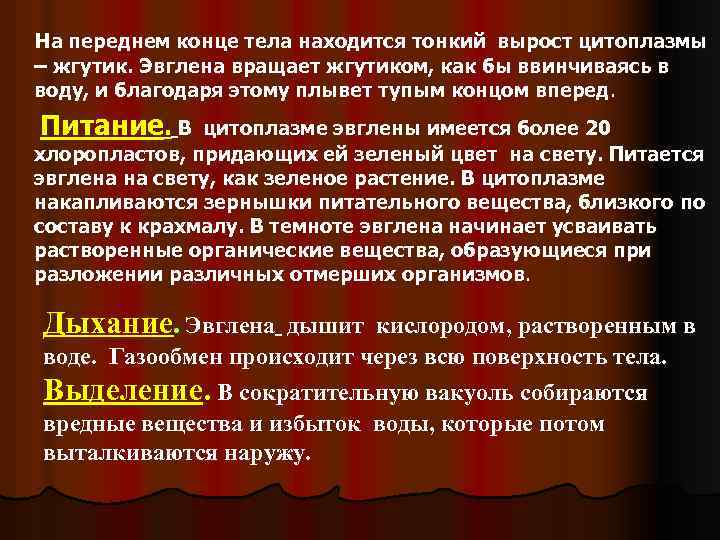 На переднем конце тела находится тонкий вырост цитоплазмы – жгутик. Эвглена вращает жгутиком, как