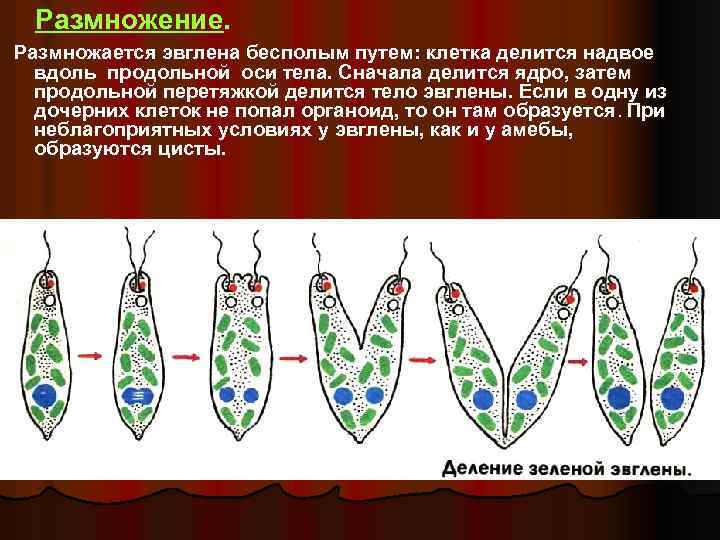 Размножение. Размножается эвглена бесполым путем: клетка делится надвое вдоль продольной оси тела. Сначала делится