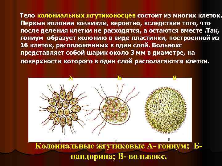 Тело колониальных жгутиконосцев состоит из многих клеток. Первые колонии возникли, вероятно, вследствие того, что