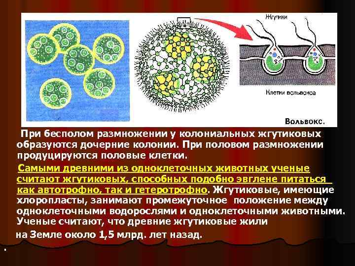 При бесполом размножении у колониальных жгутиковых образуются дочерние колонии. При половом размножении продуцируются половые