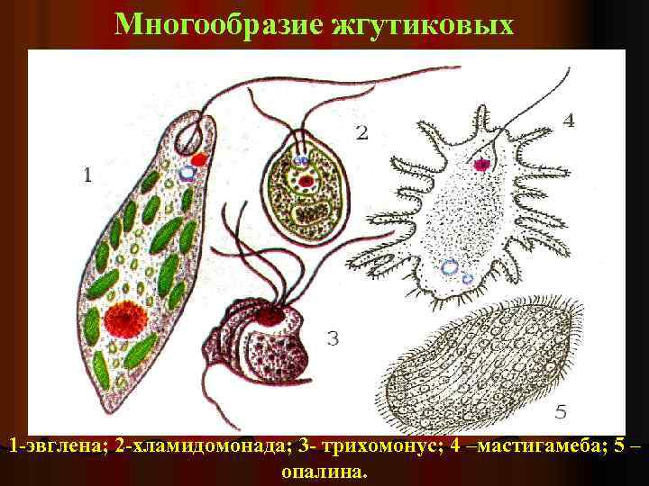 Многообразие жгутиковых 1 -эвглена; 2 -хламидомонада; 3 - трихомонус; 4 –мастигамеба; 5 – опалина.